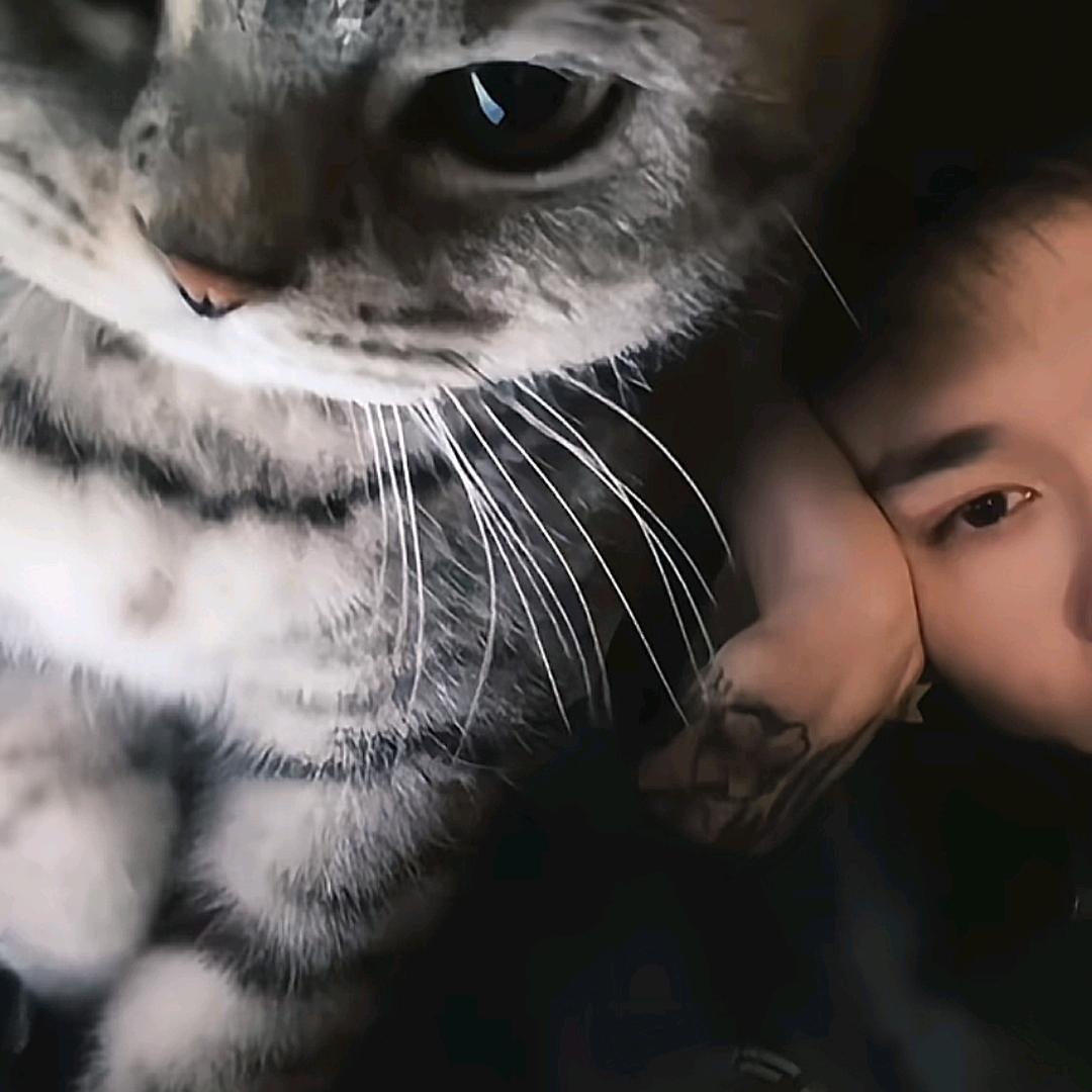 茂茂雷