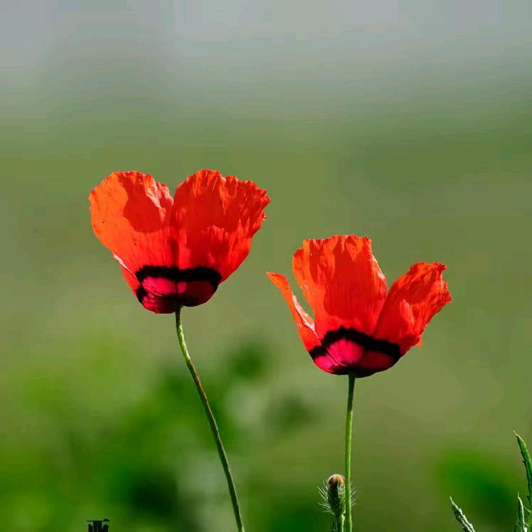 灵艳🔥不忘初心