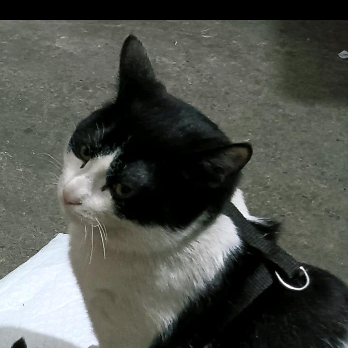 杨**