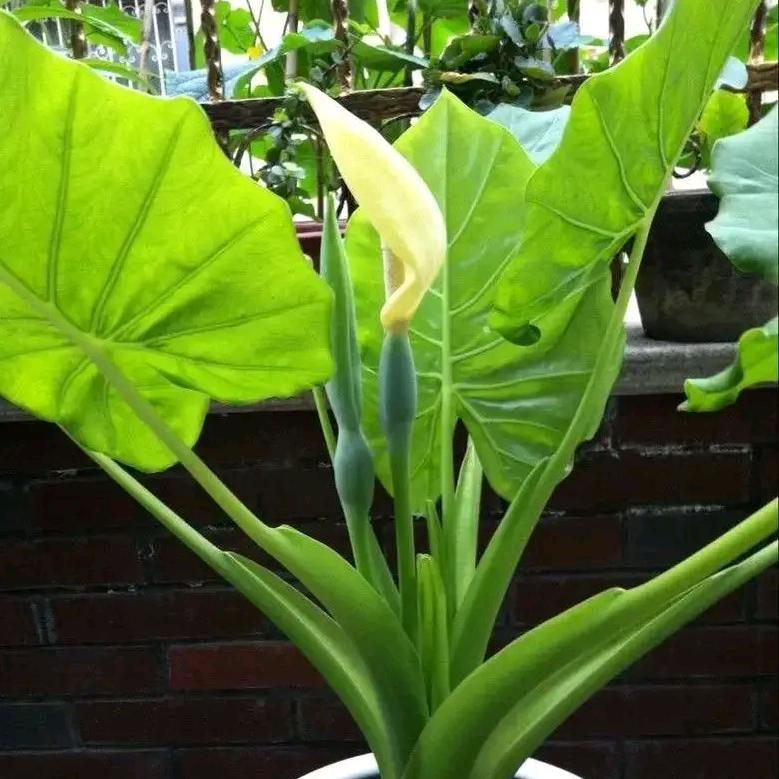 绿植空间