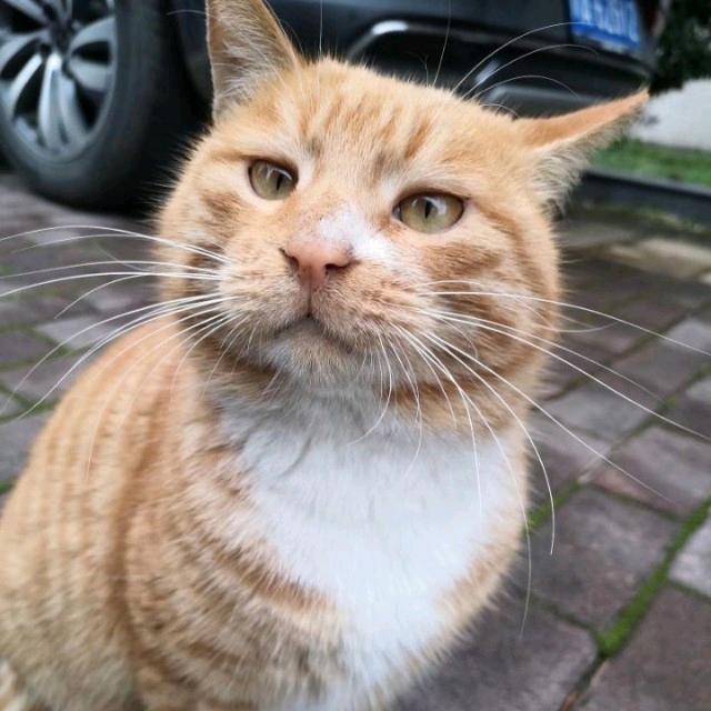假寐