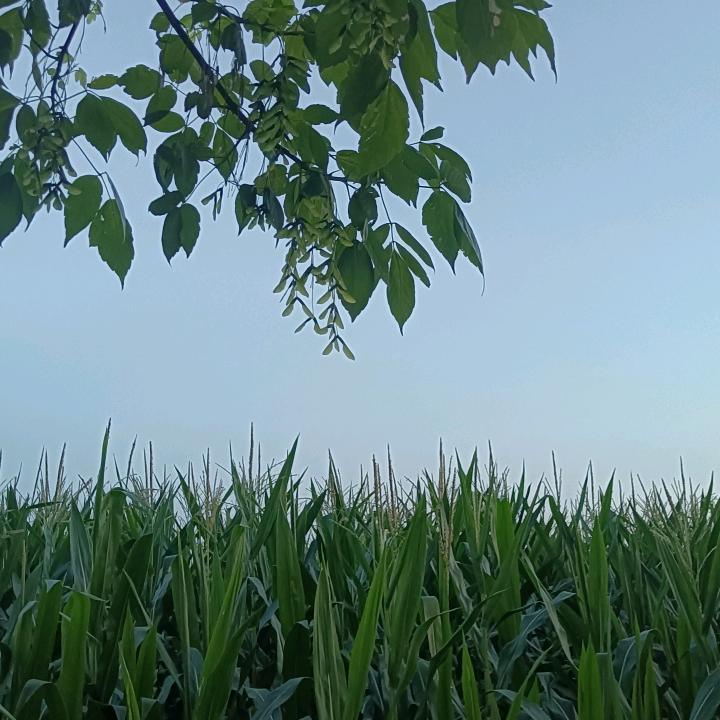 我是丁丁(给姥爷送饭版)