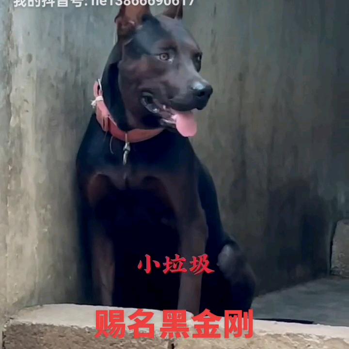 皖北何长伟莱州红犬舍