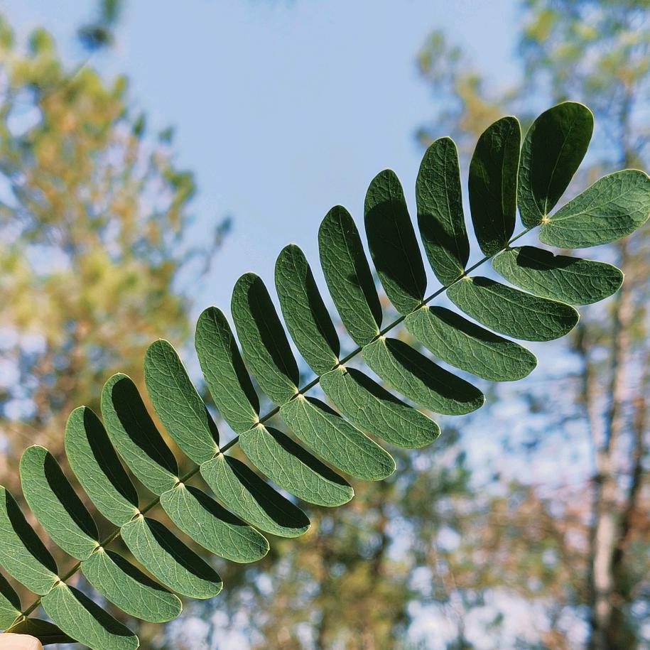 🔅Naᴗna·ᰔ ᩚ