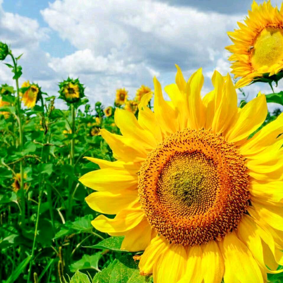 向日葵🌻