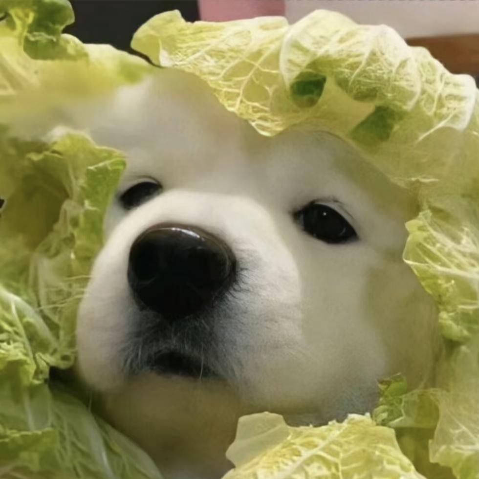 小黑真的不会偷袈裟