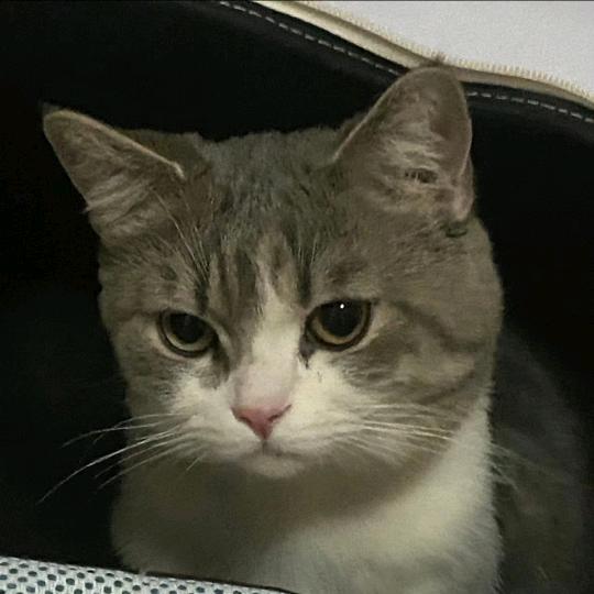 我的马枪有点准