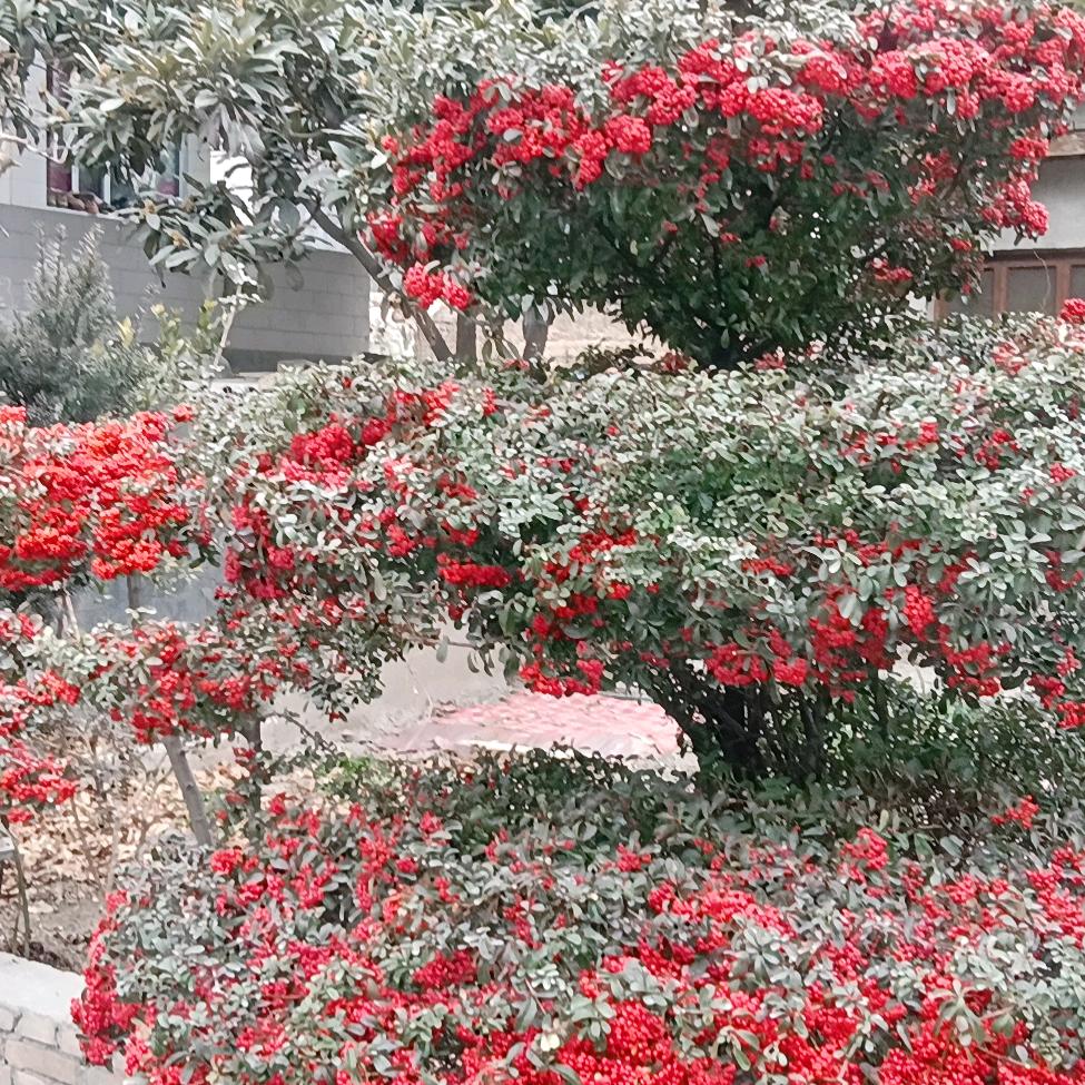 🌹🌹🐉🐉