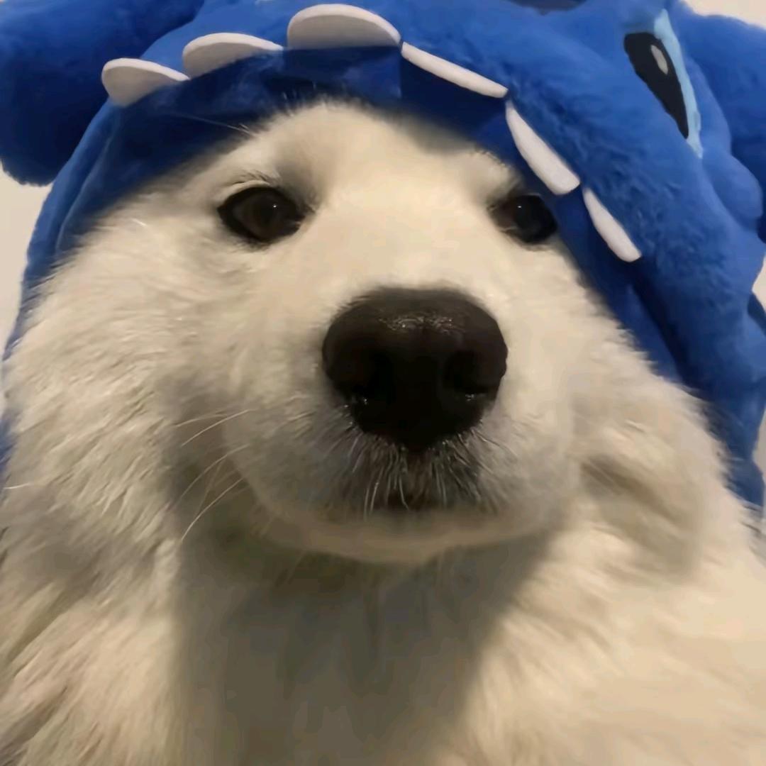 哇哇哇啦