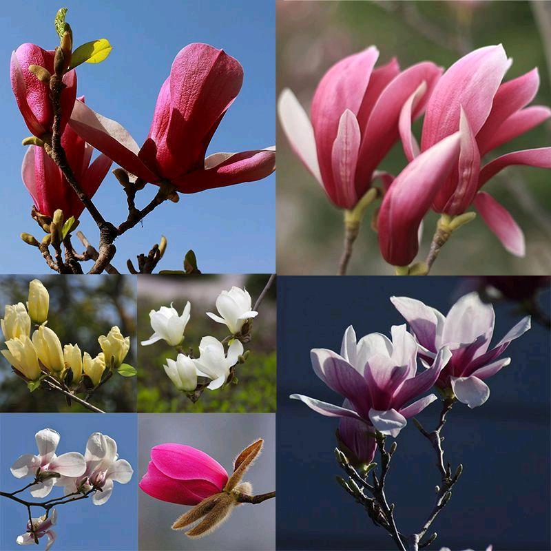庆峰花卉园林花镜花海设计