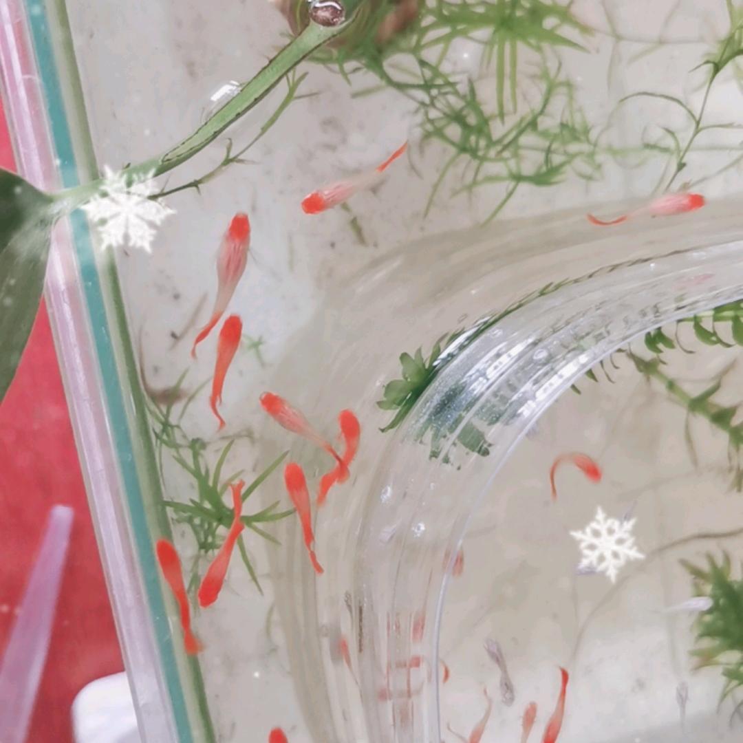 孔雀观赏鱼小型鱼