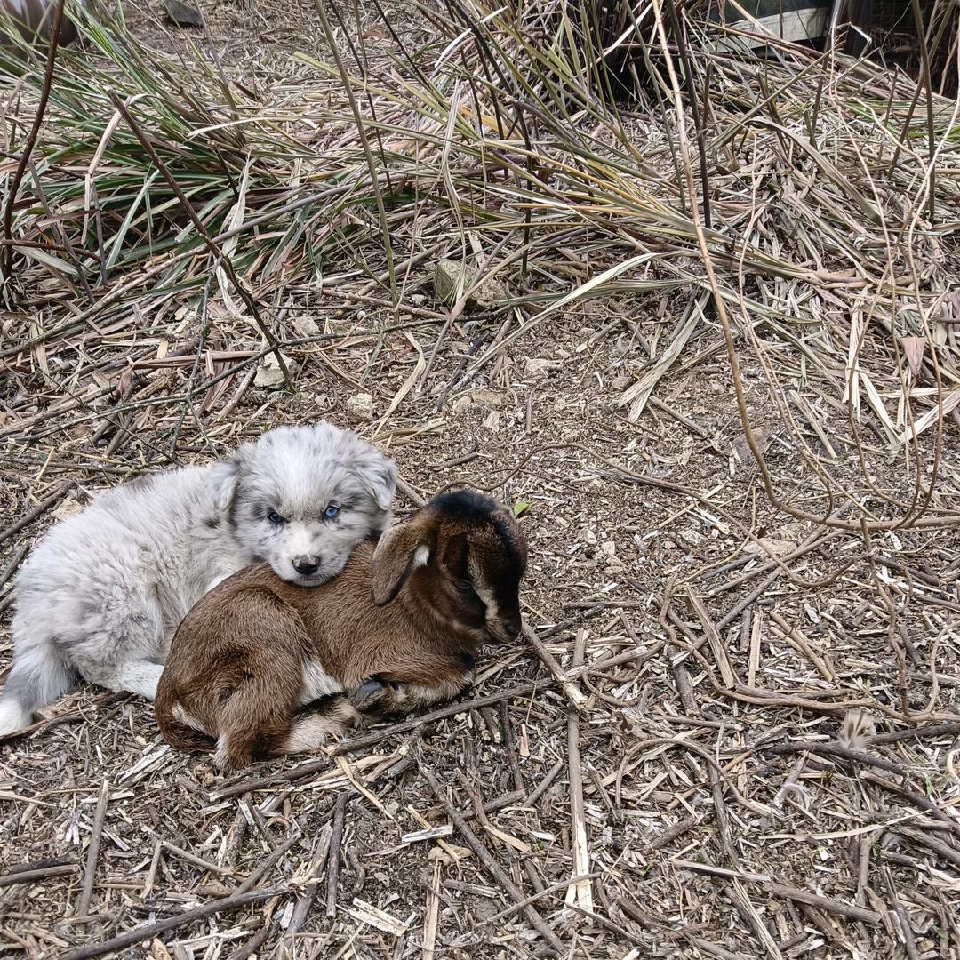 小羊羊🐏