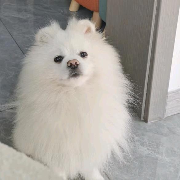 豆干是只小博美