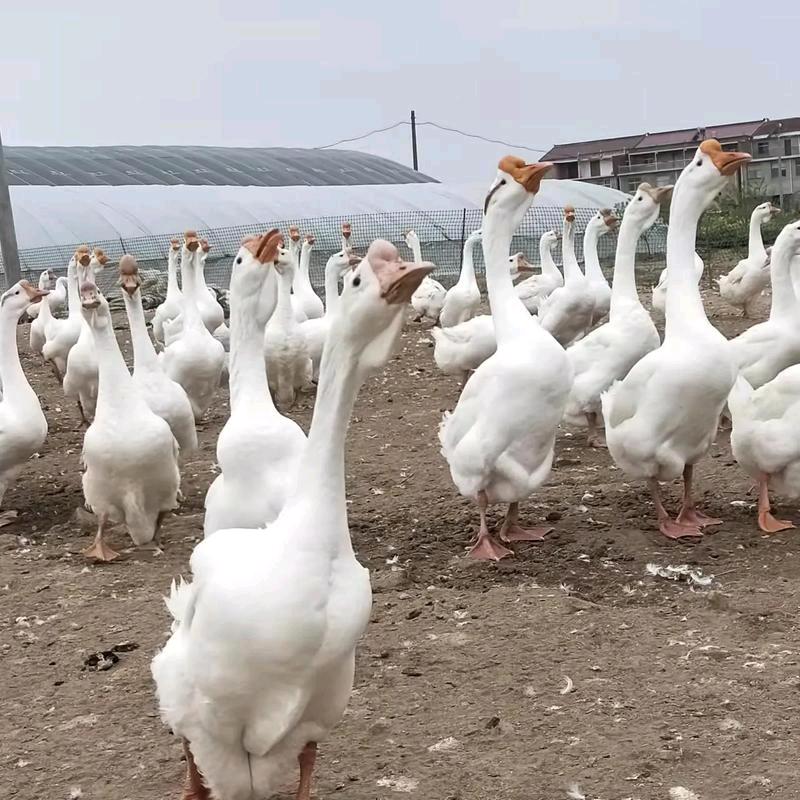 鹅小铺鹅苗孵化场
