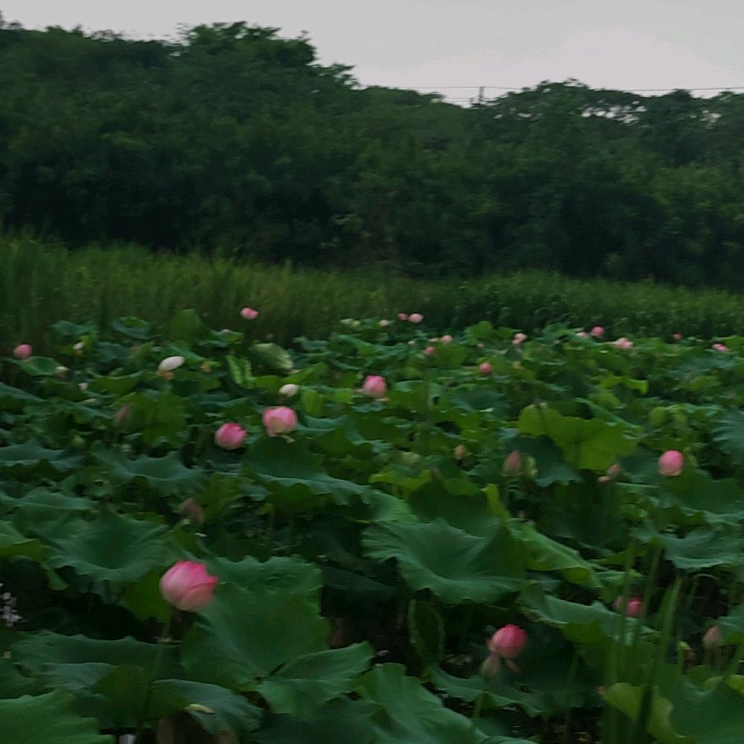 🥀এ满眼星辰᭄ꦿ🌺
