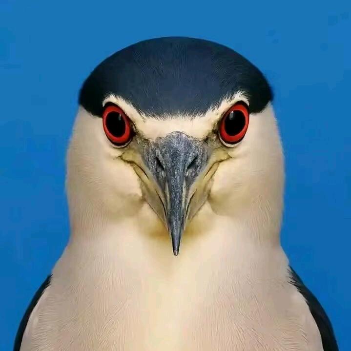 ⁺✞ʚ土豆重度依赖ɞ✟₊