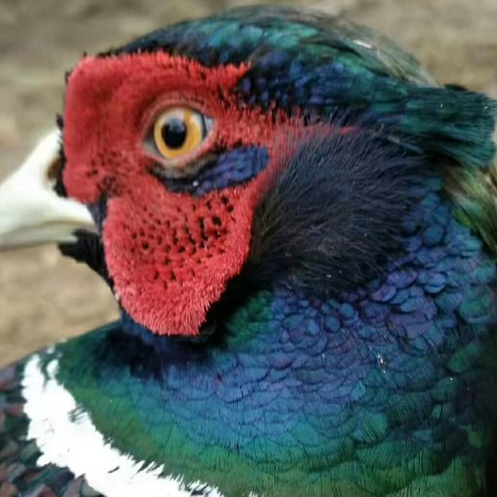 屈氏生态养殖公司