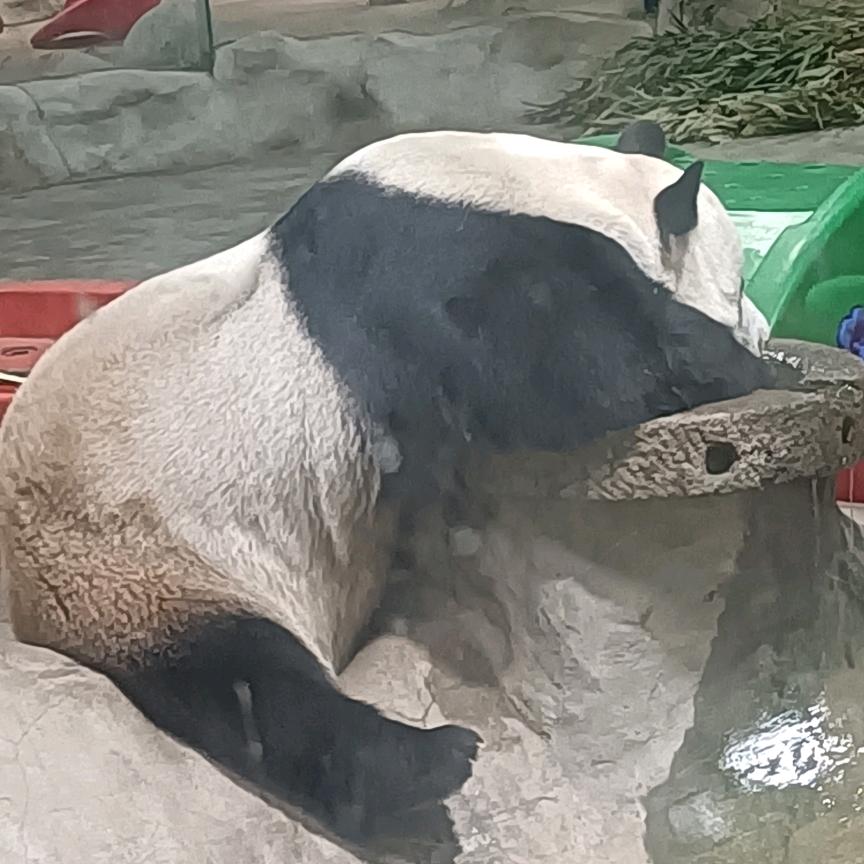 ZUNVO月妖飘飘(玉炅)