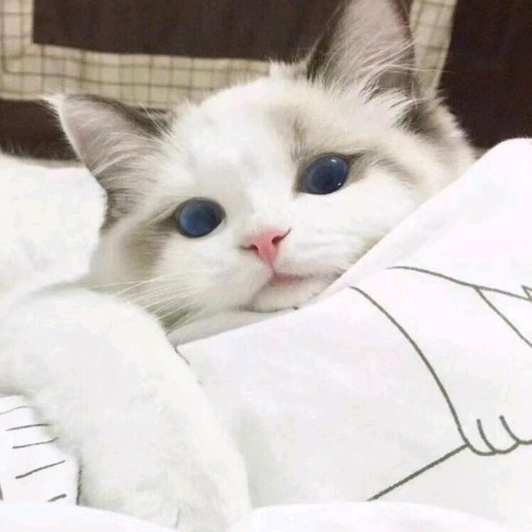 小奶猫