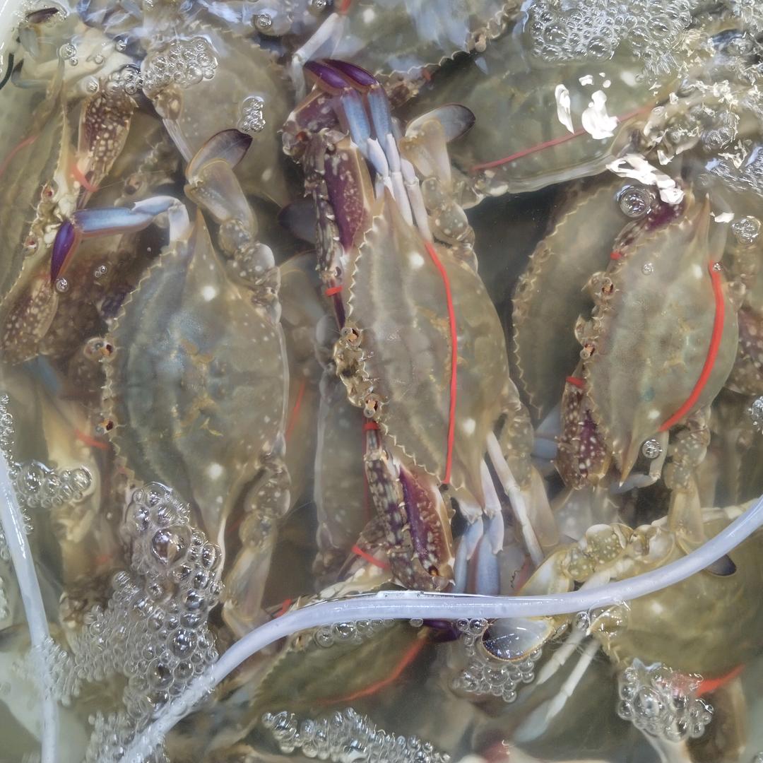 东营锦华活鲜海产大全批发零售