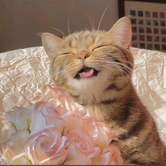 猫猫爱咪咪