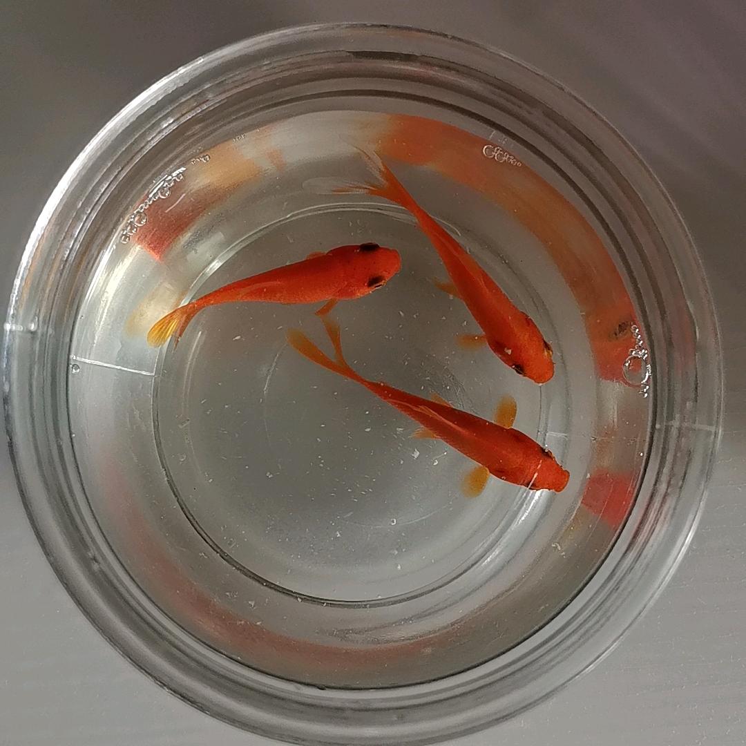 今日份小确幸-爱生活Lab
