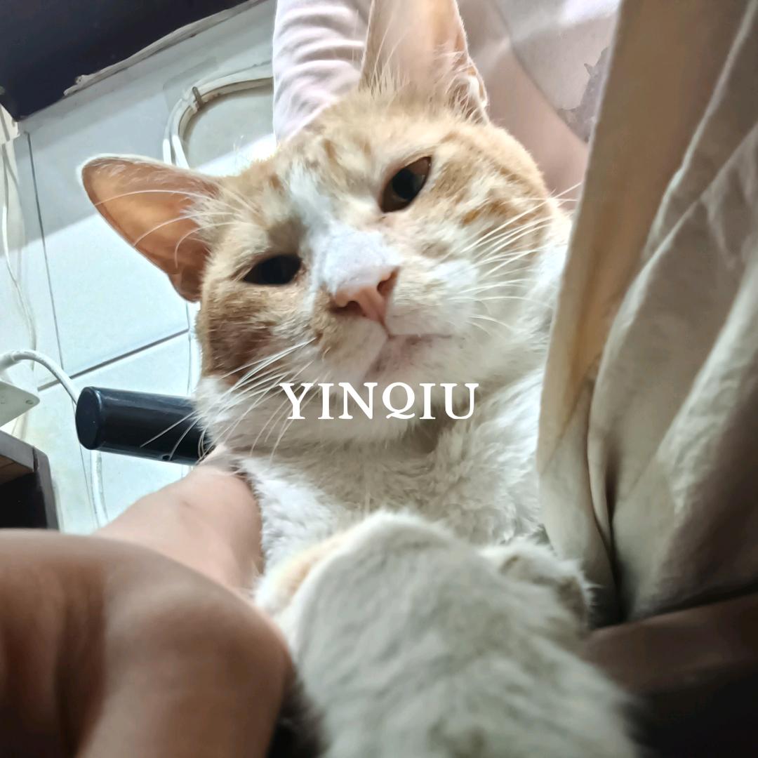 寅秋.