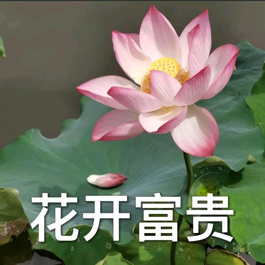 花开🌼富贵