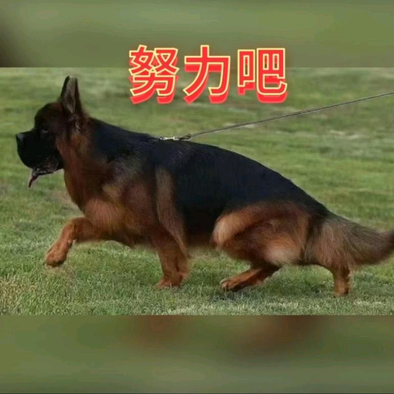 抚顺大勇