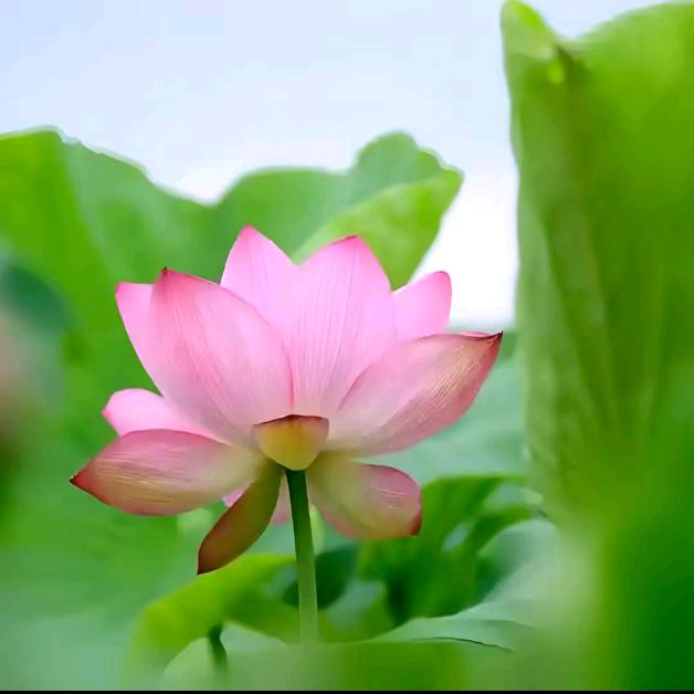 💕小幸运💕