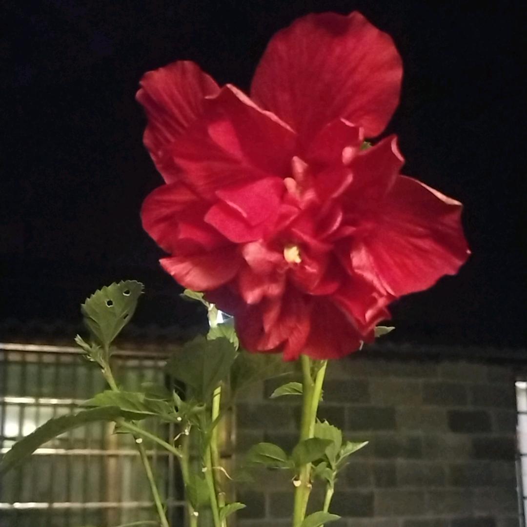 织金大王椰板材，嘉宝莉漆