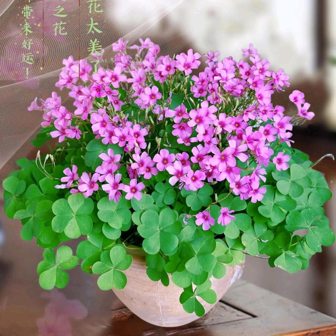 凌瑶静暖☘️🌹
