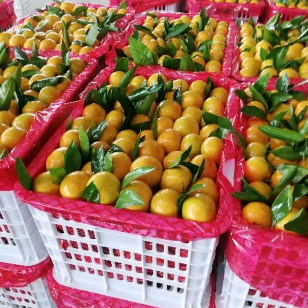 李哥(助农扶商)