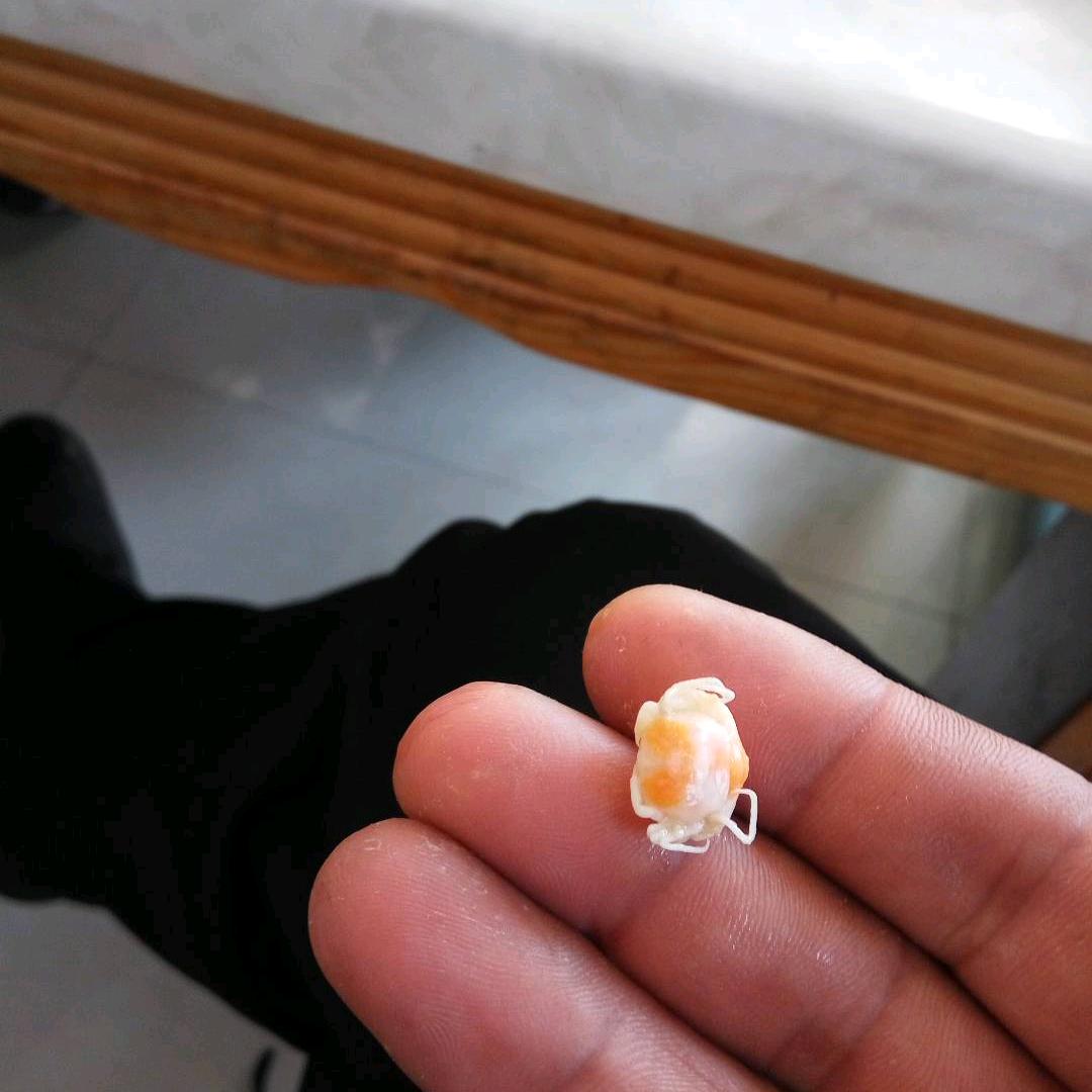 夜风枝头摇