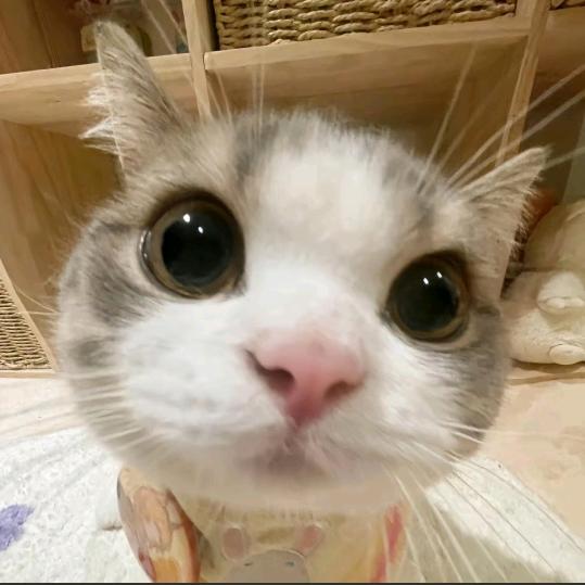 ₍˄·͈༝·͈˄*₎◞ ̑̑