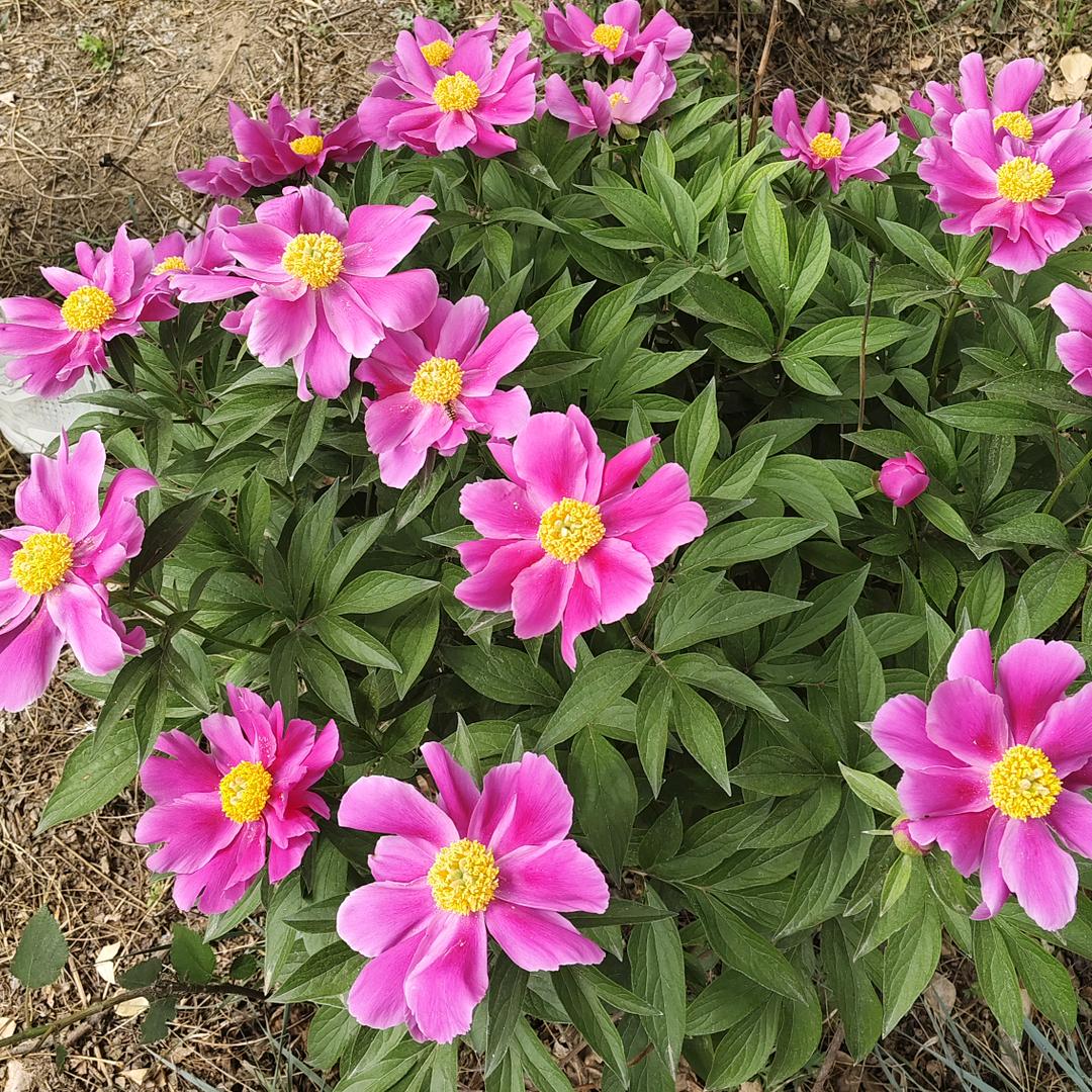 花開🌹富贵