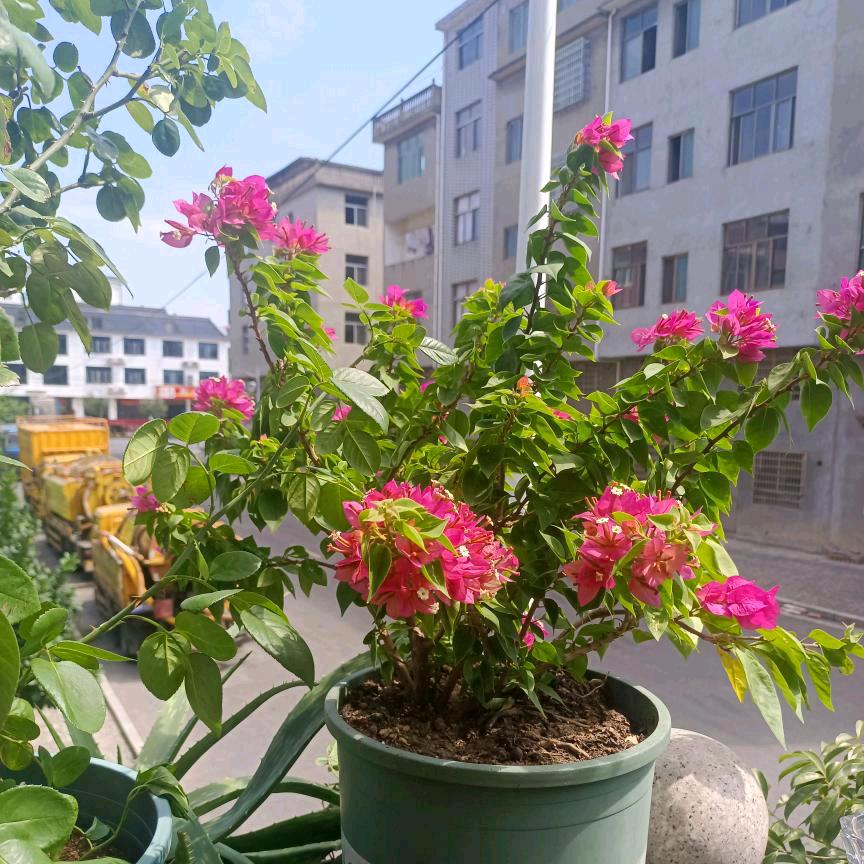 我的眼里❤️只有你🌹🌹🌹