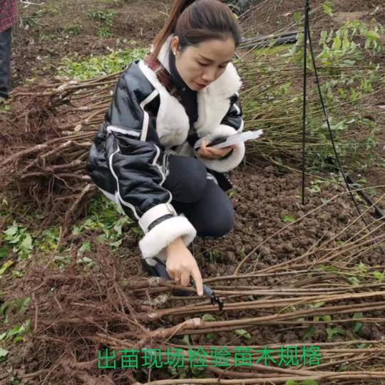 橙中橙果业红姐（龙李源头）