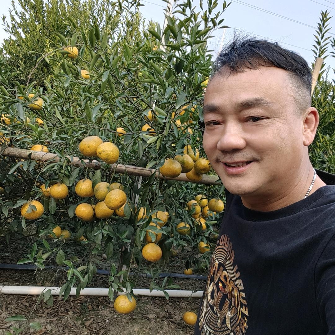 新会陈皮先生