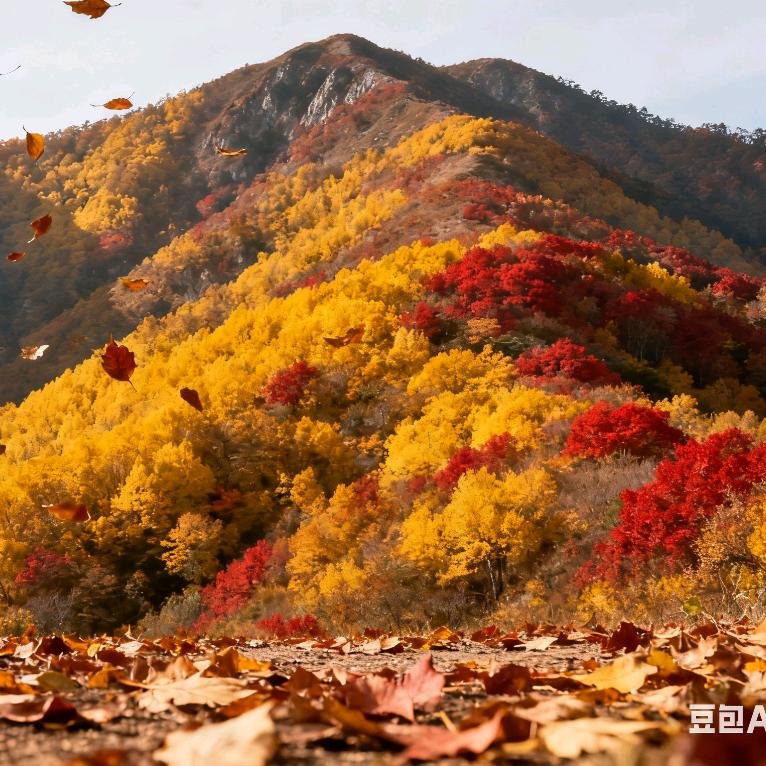 秋山落叶