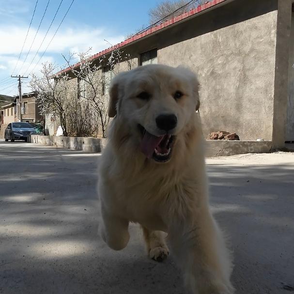 洛阳犬舍（赛级金毛）