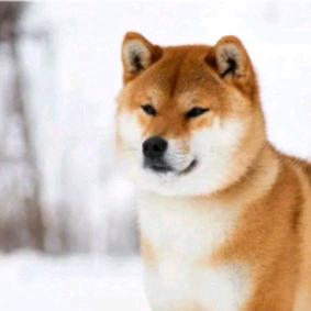 思原