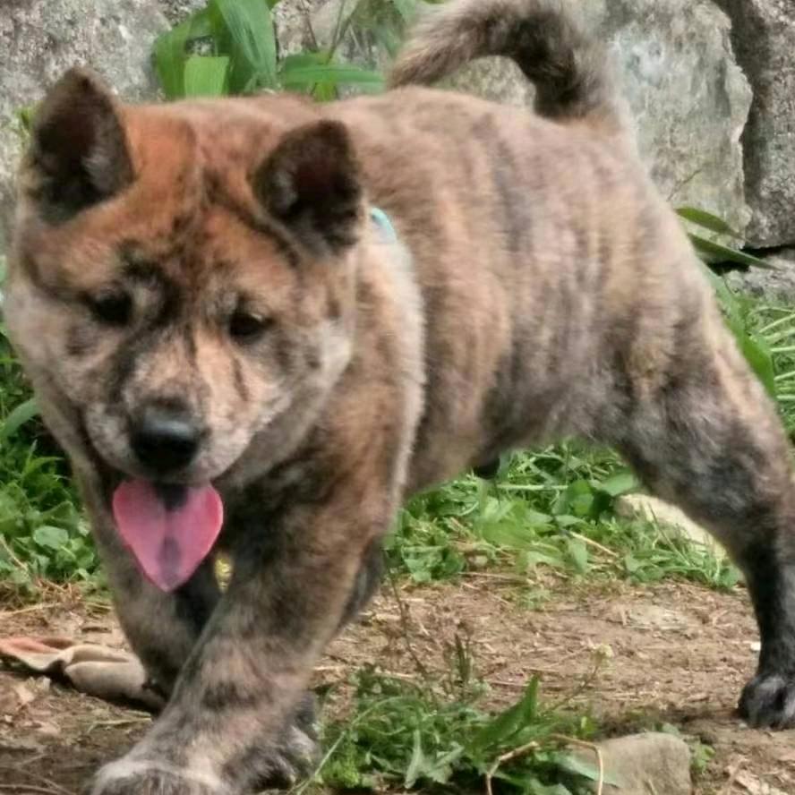广西河池罗城山哥田园犬集市