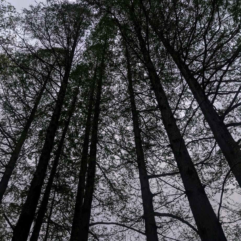 星晴(づ ●─● )づ