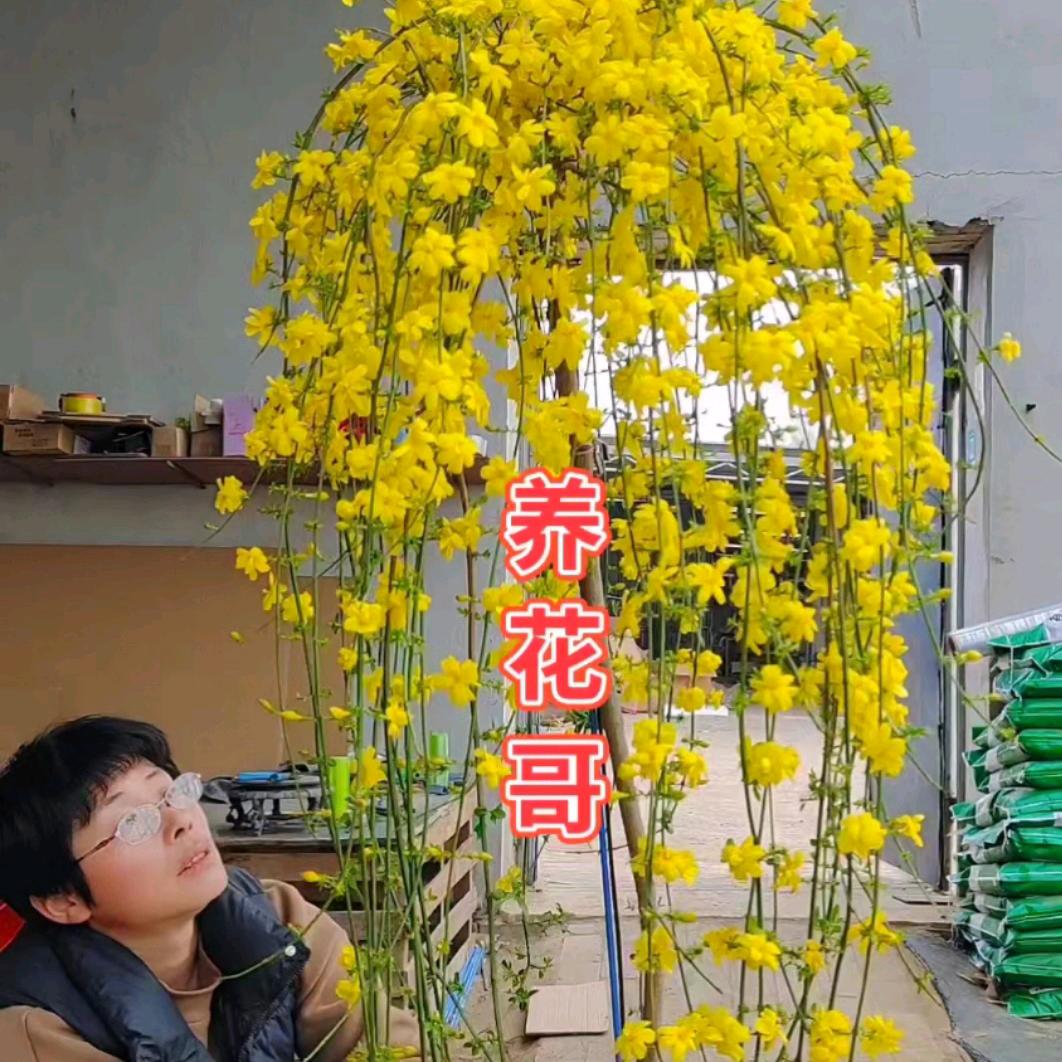 迎春花基地