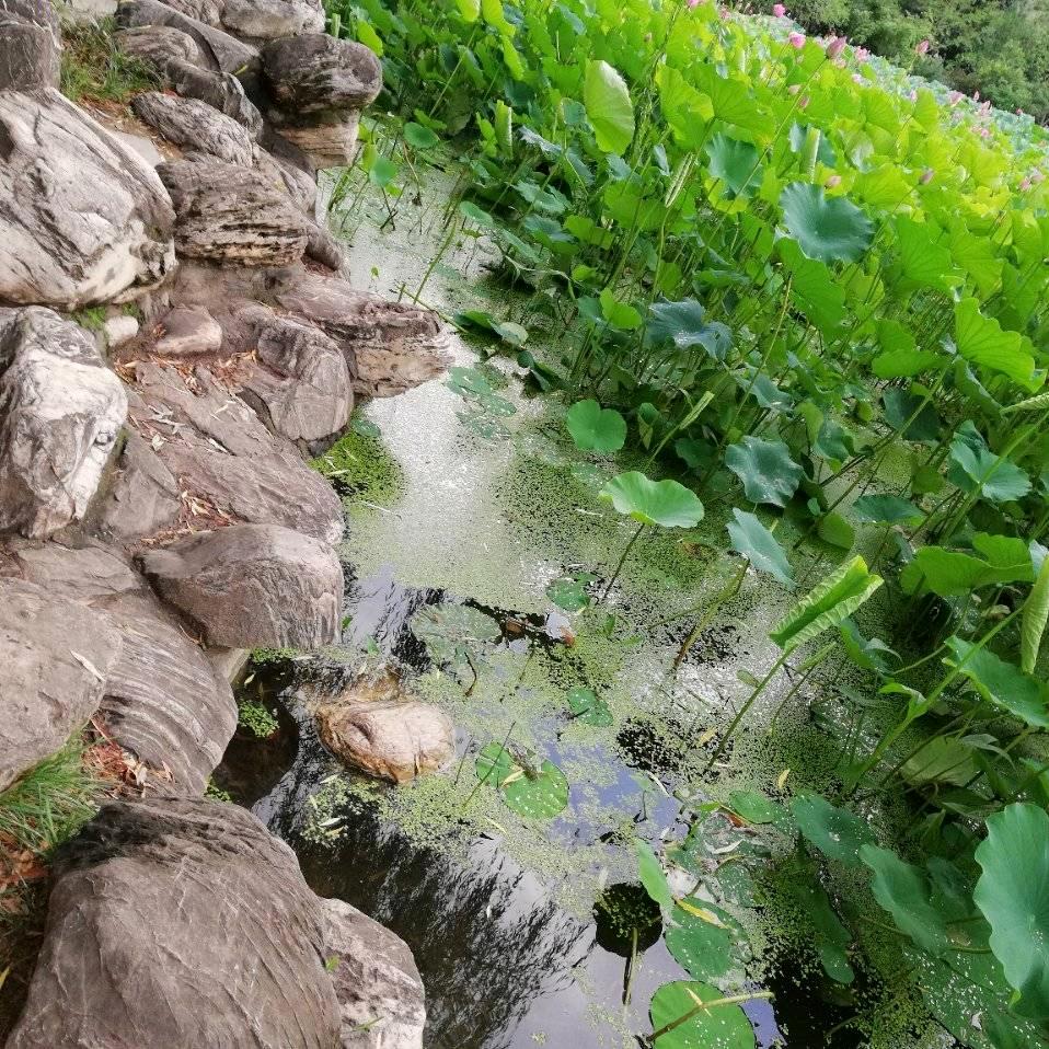 郭师推拿