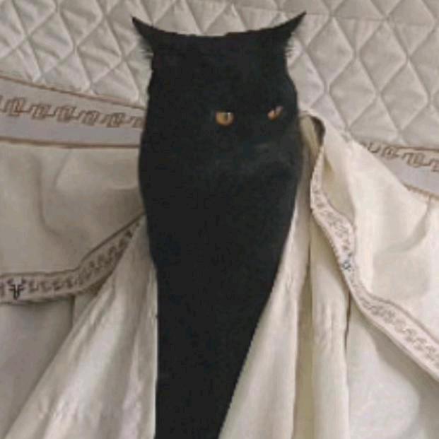 鼠黍