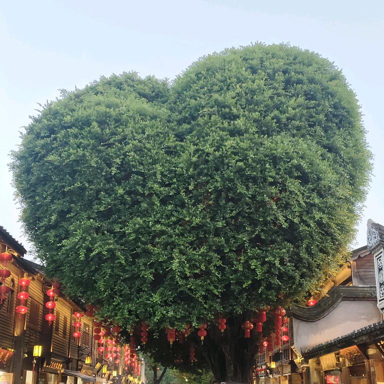 多静七诺