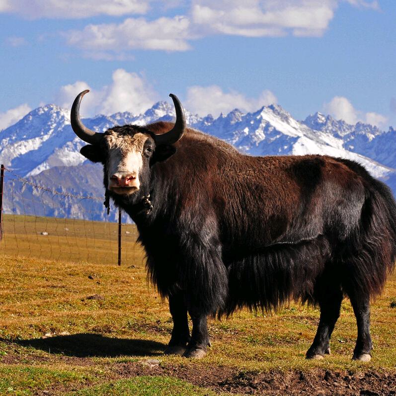 扎西牧场啊三牦牛肉