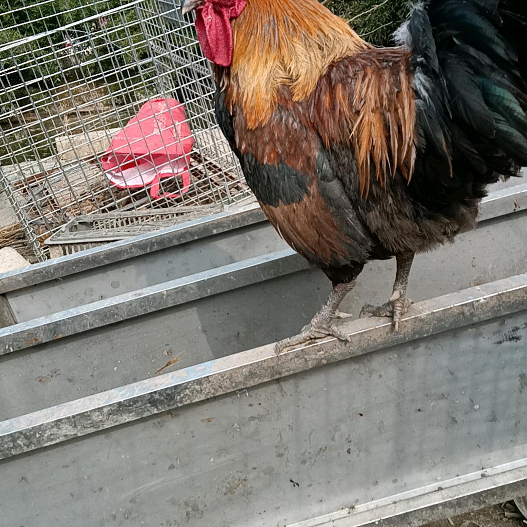 我的好男人